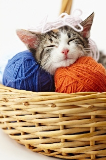 cat_yarn.jpg